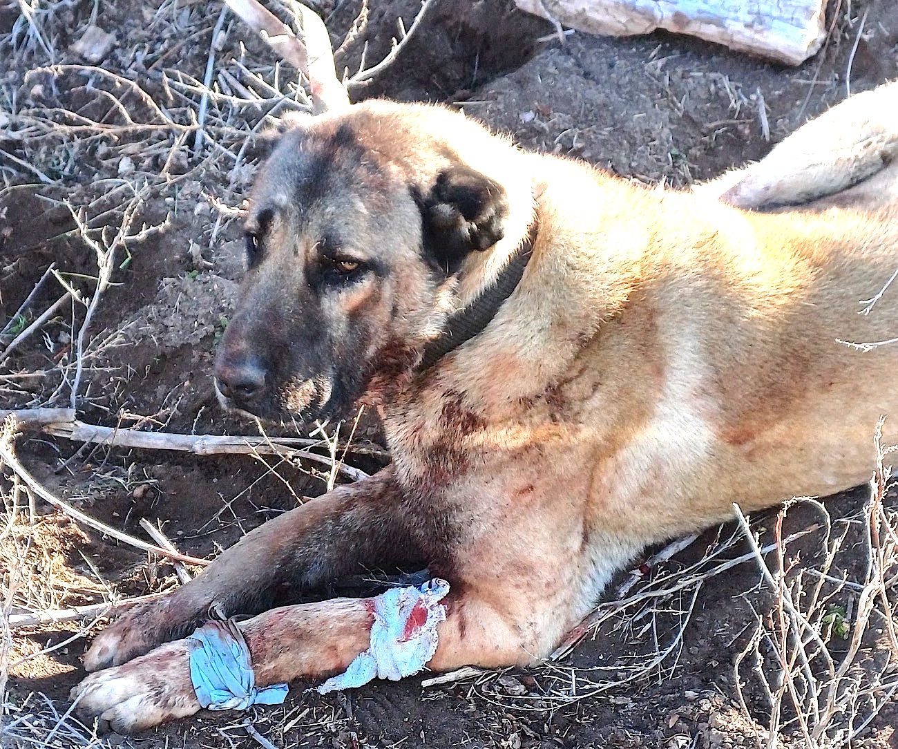 Sandıklı’da yasadışı köpek dövüşüne Jandarma baskın düzenledi