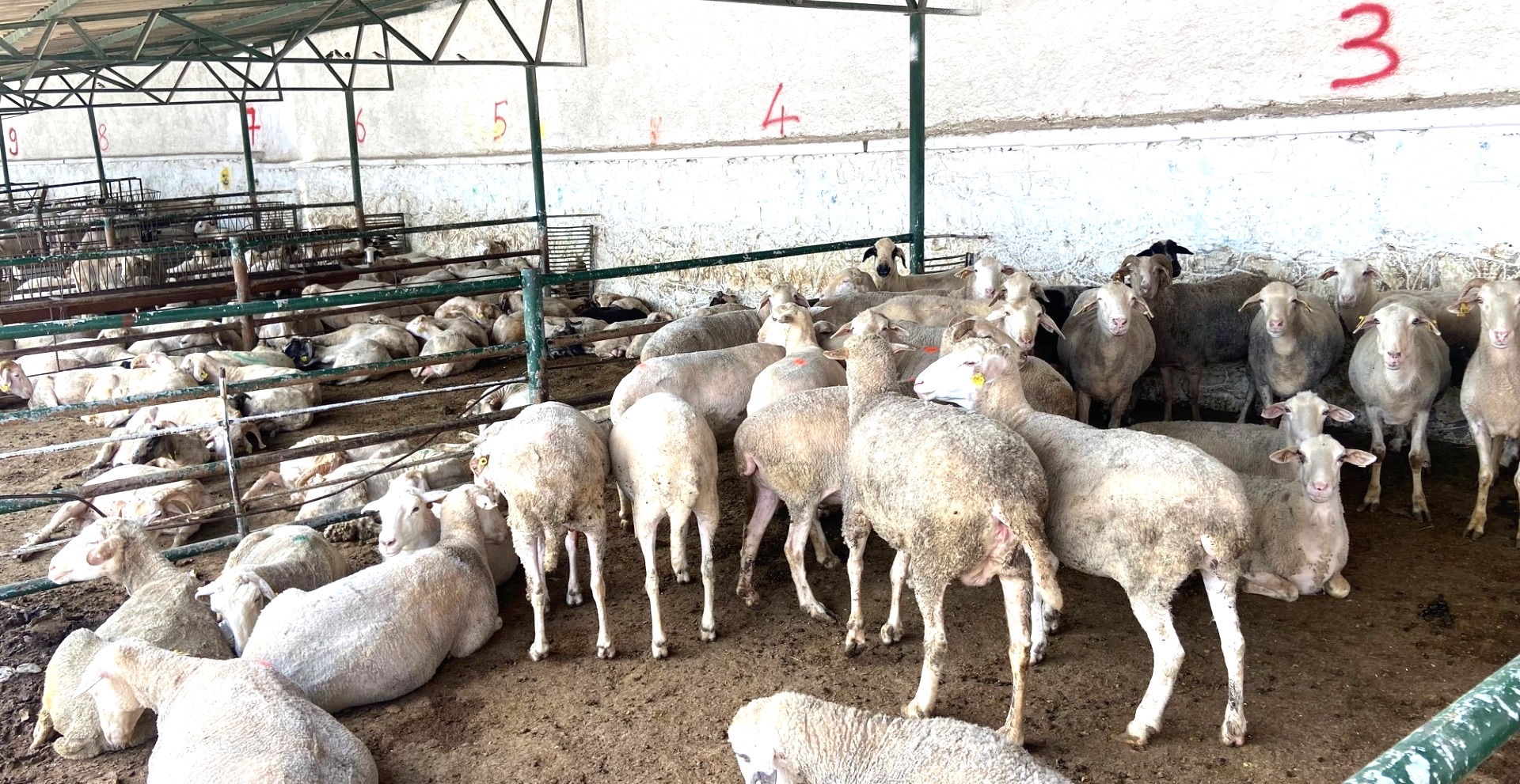 Emirdağ’da kurbanlık fiyatları ne kadar?